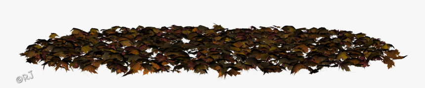Northern Red Oak, HD Png Download