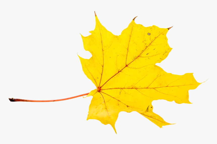 Transparent Leaf Pile Png - Feuille Jaune Automne Png, Png Download