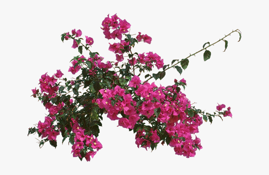 Loosestrife And Pomegranate Family - Bougainvillea Top View Psd, HD Png Download