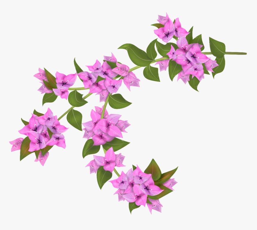Bougainvillea Drawing Botanical Illustration - Bougainvillea Flower Transparent Background, HD Png Download