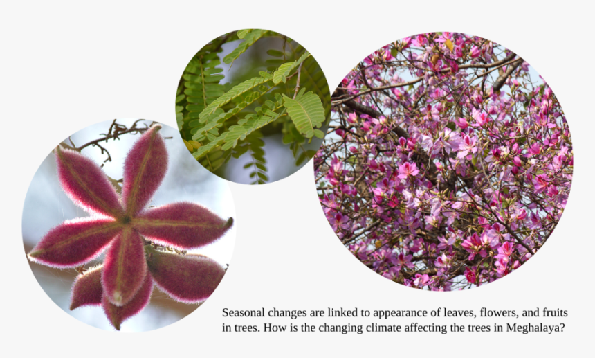 Transparent Bougainvillea Png - Sterculia Urens, Png Download