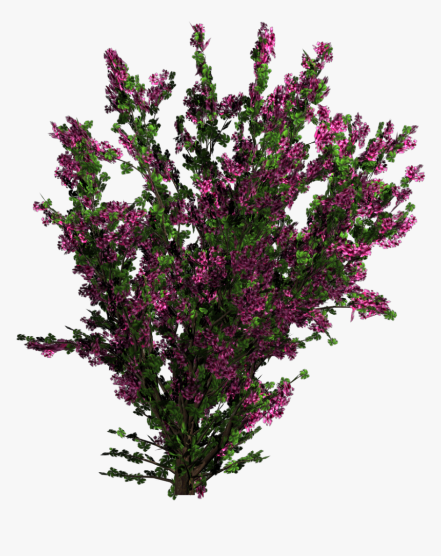 Loosestrife And Pomegranate Family - Plants With Flowers Png, Transparent Png