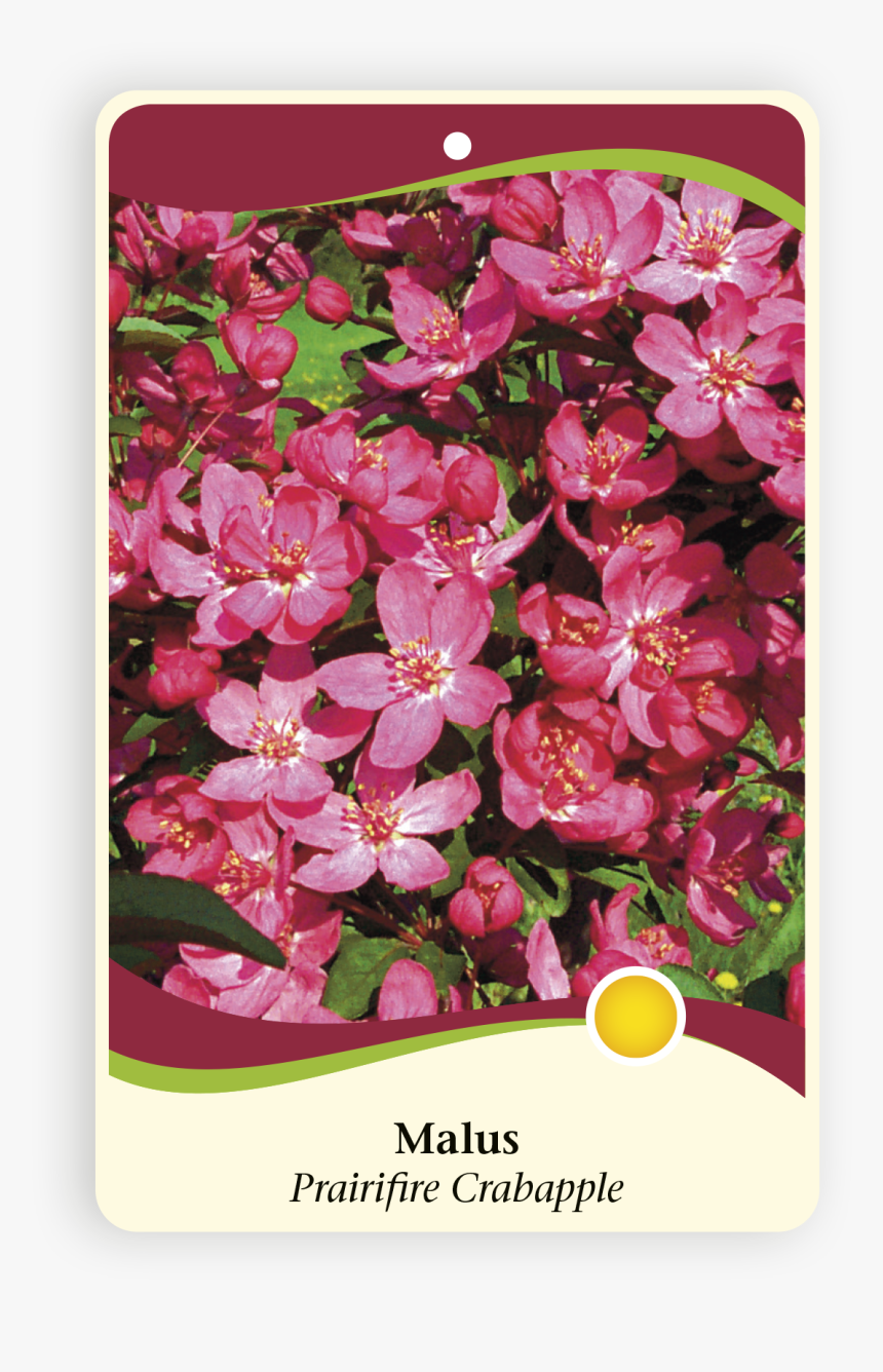 Transparent Bougainvillea Png - Rosa Rubiginosa, Png Download