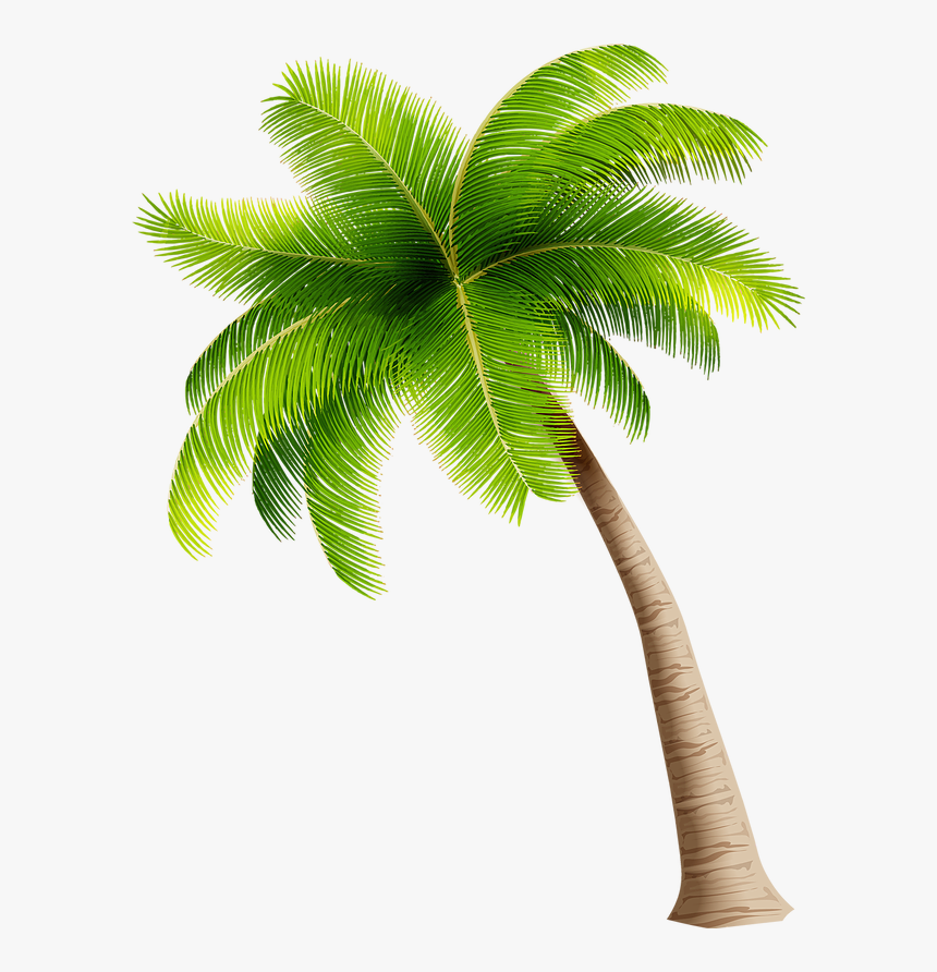 For Guests 8-12 Years Old, A Parent Or Guardian Must - Coconut Tree Clipart Png, Transparent Png