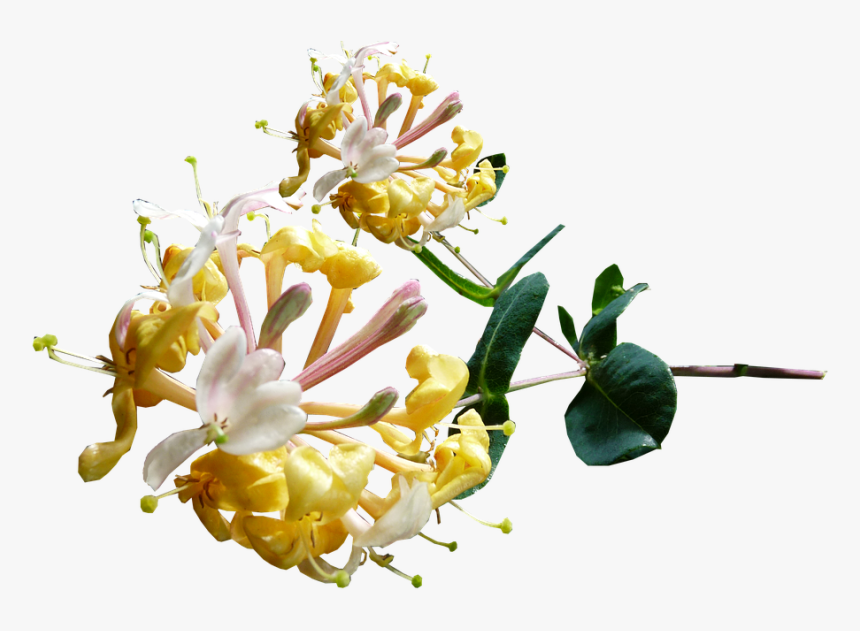 Honeysuckle Transparent, HD Png Download