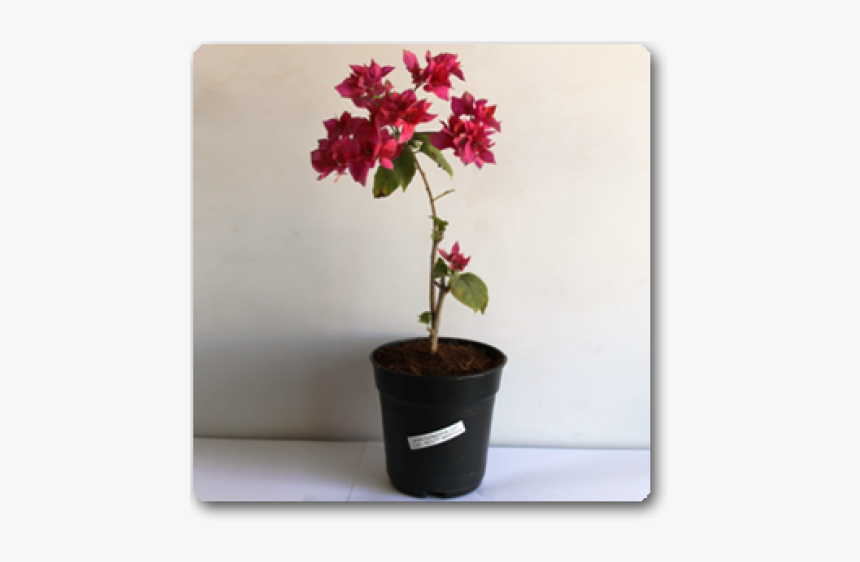 Flowerpot, HD Png Download