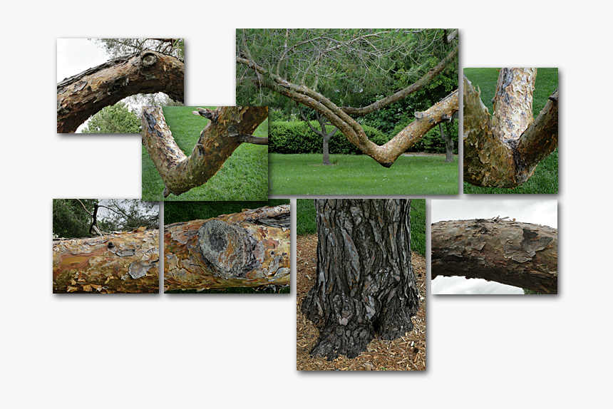 Old Tree Photo Collage - Grass, HD Png Download