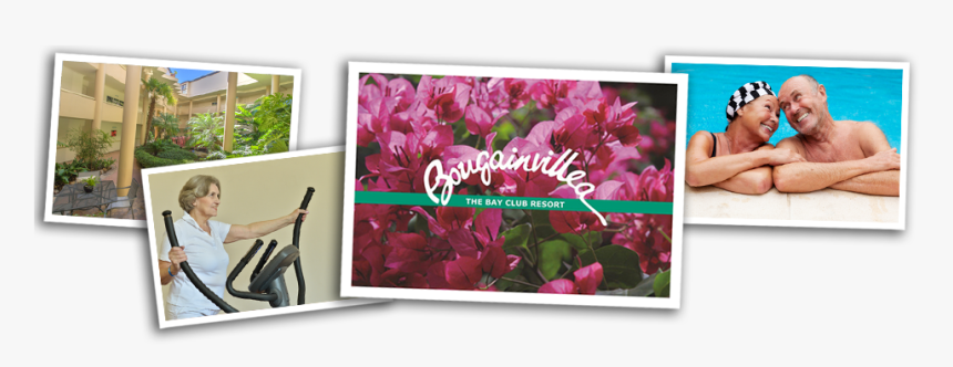 Bougainvillea Retirement Village Neutral Bay Sydney - Bougainvillea, HD Png Download