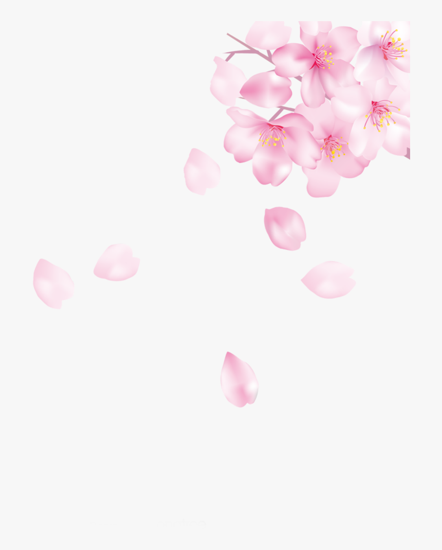 #ftestickers #cherryblossoms #petals #falling #floating - Cherry Blossom, HD Png Download