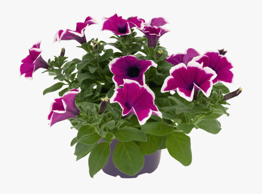 Petunia Png Picture - Petunia Png, Transparent Png