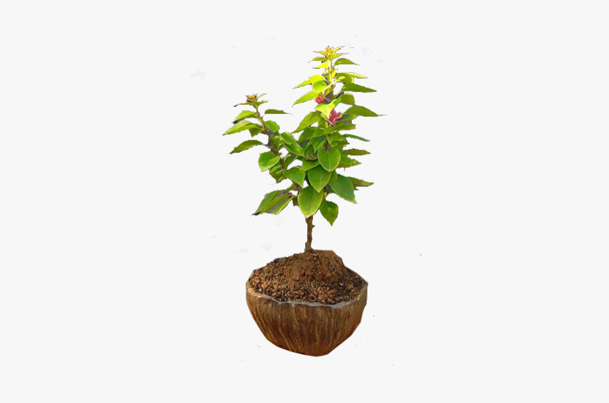 Houseplant, HD Png Download