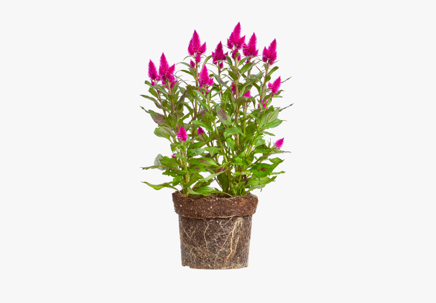 Woolflower - Flowerpot, HD Png Download