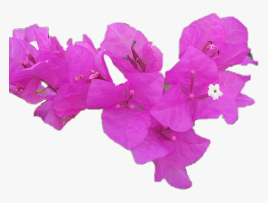 Bougainvillea, HD Png Download