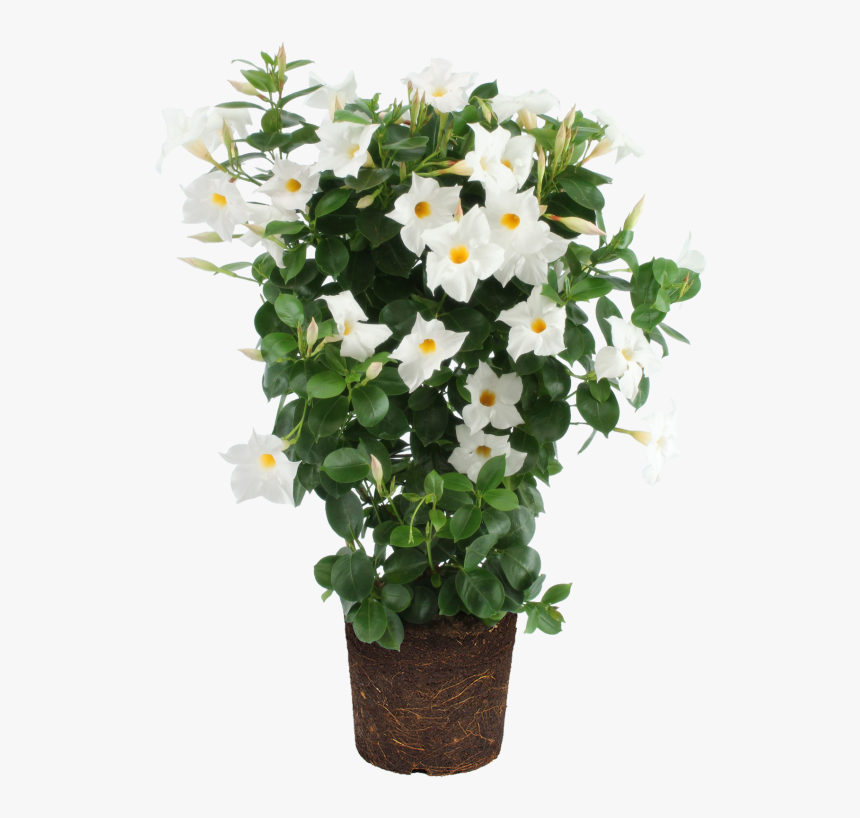 Rocktrumpet - Mandevilla, HD Png Download