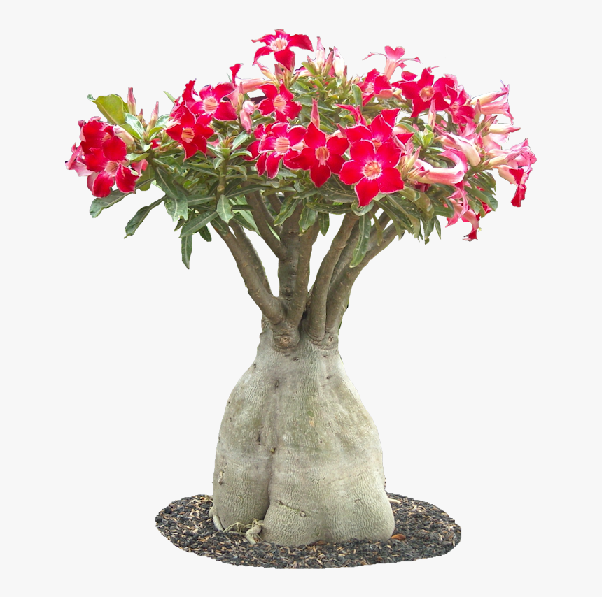 Adenium Obesum Bonsai Png, Transparent Png