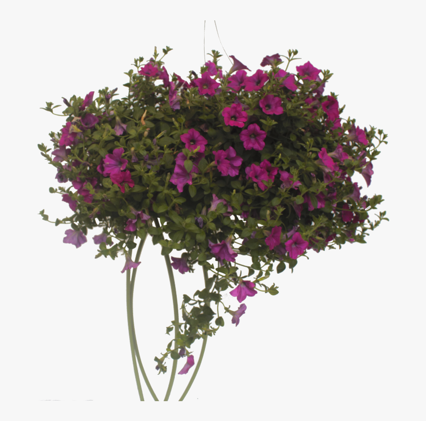 Bougainvillea, HD Png Download