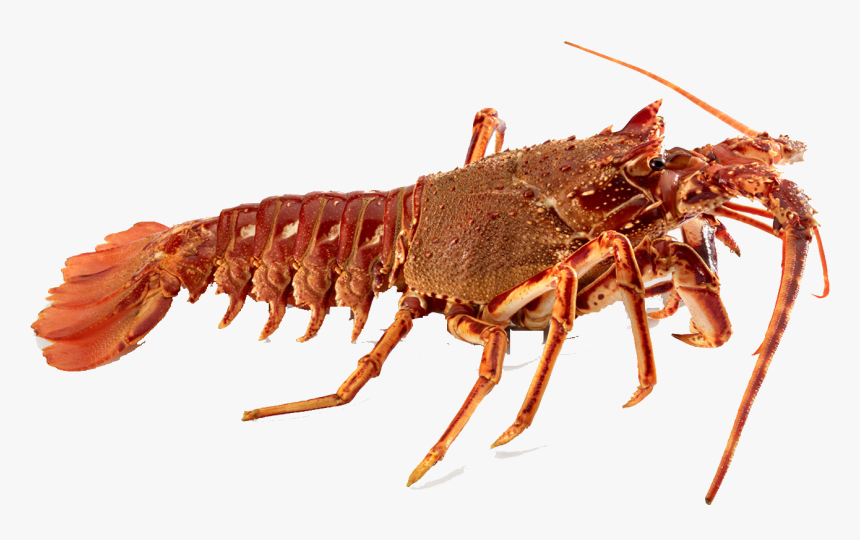 Crawfish Png Transparent Background - Transparent Crawfish Png, Png Download