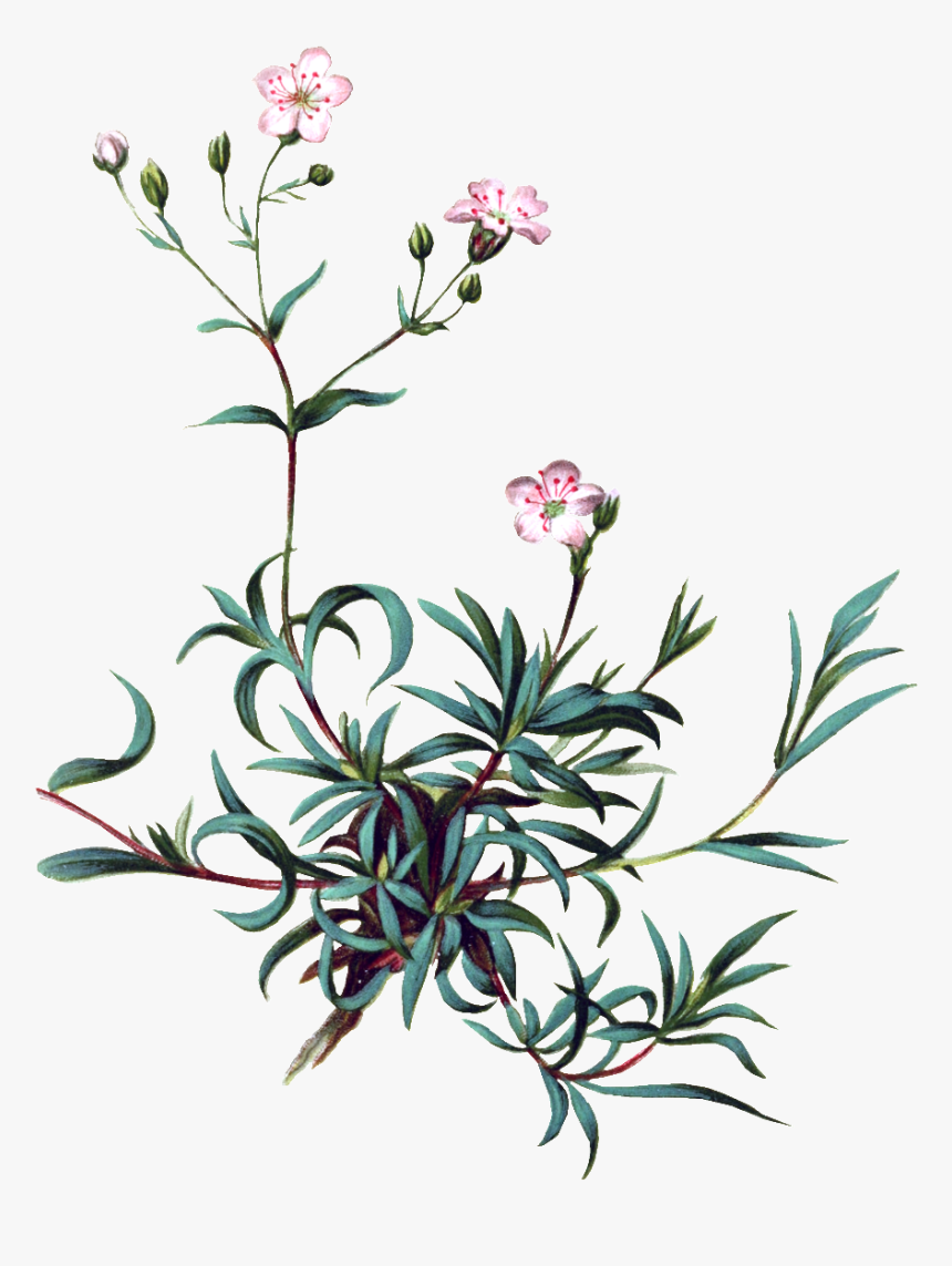 Pintado A Mano De Vivid Flor Planta Flores Png Transparente - Baby Breath Flower Clip Art Png, Png Download
