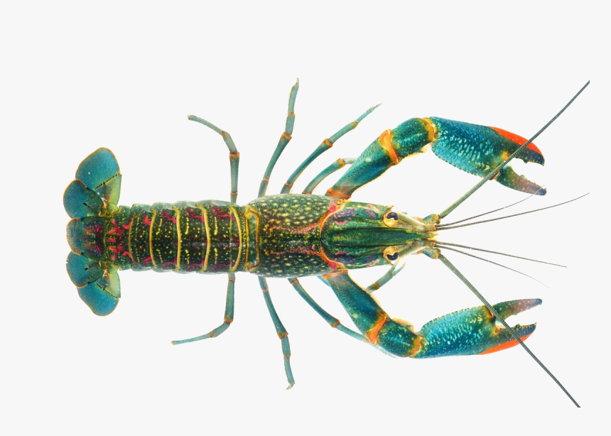 Lobster Crayfish As Food - Australian Red Claw Crayfish, HD Png Download