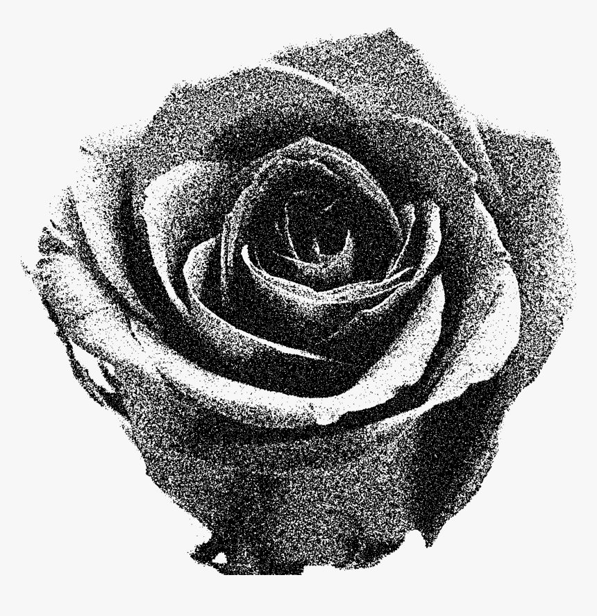 Transparent Black And White Rose Png - Downloading Image Of Red Rose, Png Download