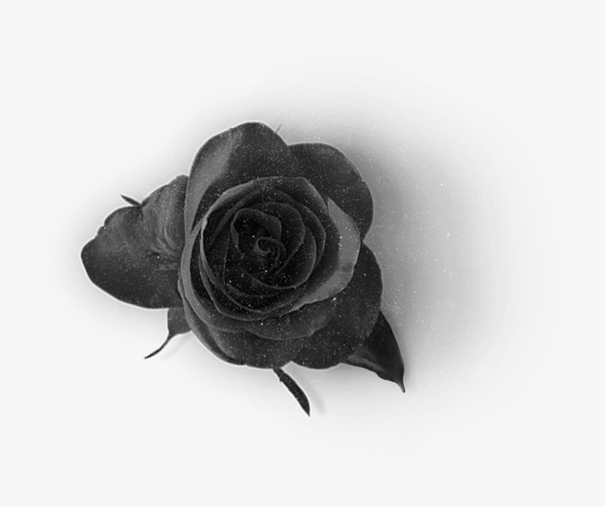 Garden Roses, HD Png Download