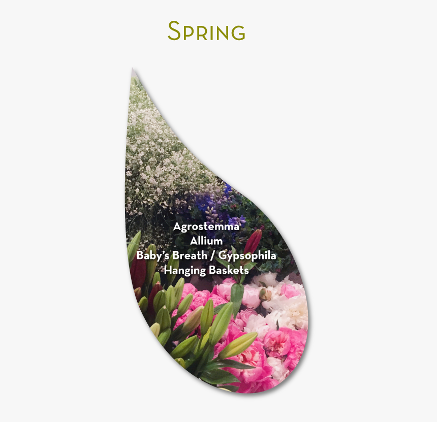 Flowchartspring - Red Clover, HD Png Download