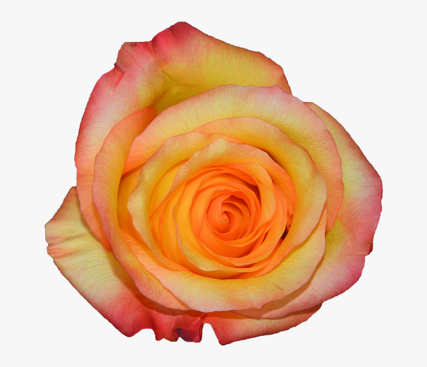 Rosa, Orange, Nature, Flowers - Garden Roses, HD Png Download