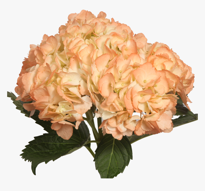 Tinted Light Orange - Light Orange Flowers Png, Transparent Png