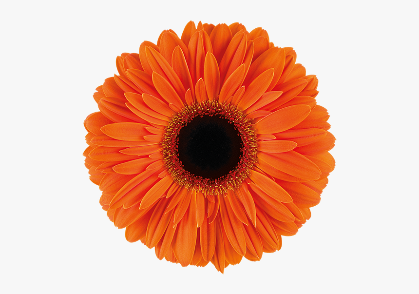 Gerbera Dutch Pride, HD Png Download