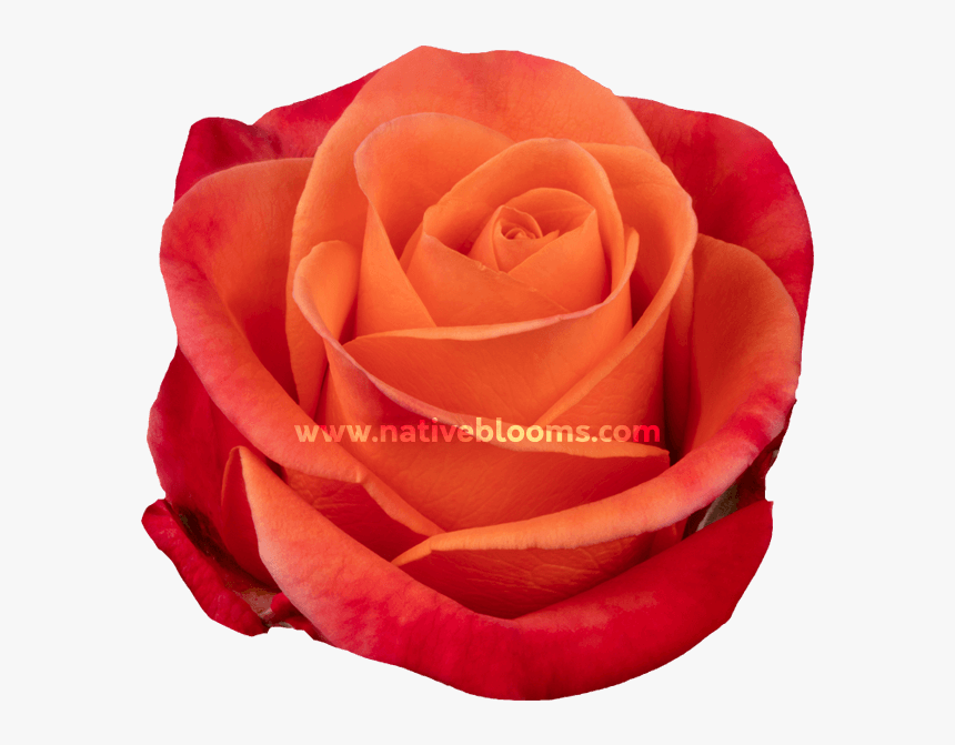 Image - Floribunda, HD Png Download