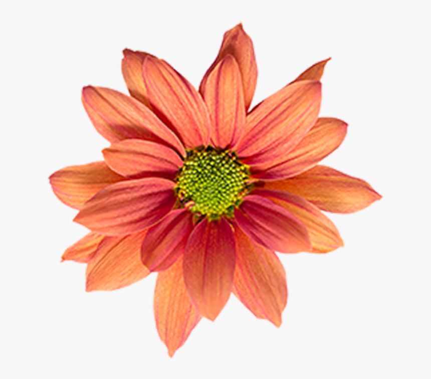 Click To Enlarge Image Bronze Daisy Orange Reagan - Artificial Flower, HD Png Download