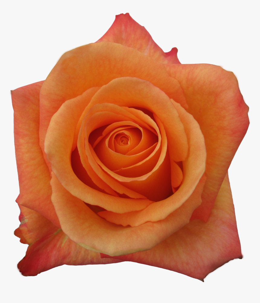 Garden Roses, HD Png Download