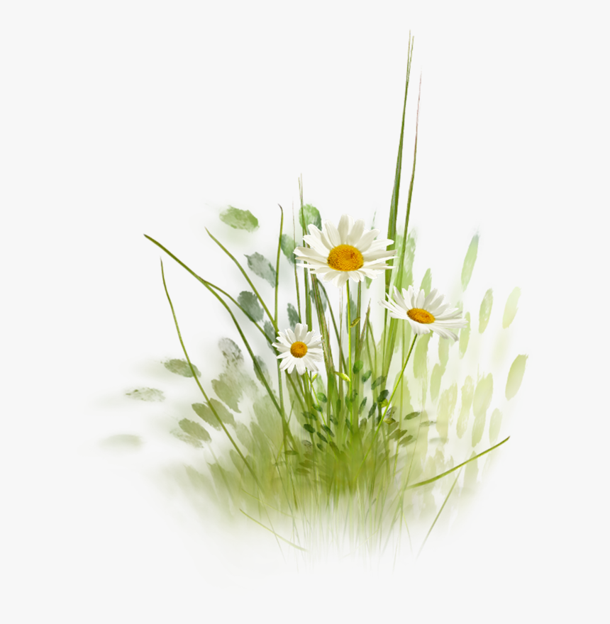 Фотки Daisy Daisy, Daisy Love, Daisy Hill, Drawing - Clip Art Watercolor Daisy, HD Png Download