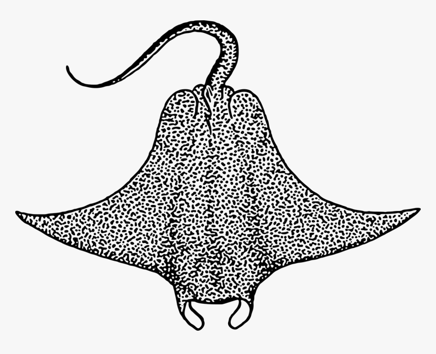 Stingray Black And White, HD Png Download