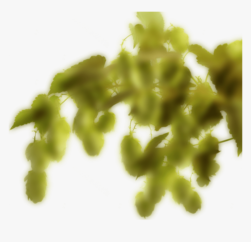 Tree, HD Png Download