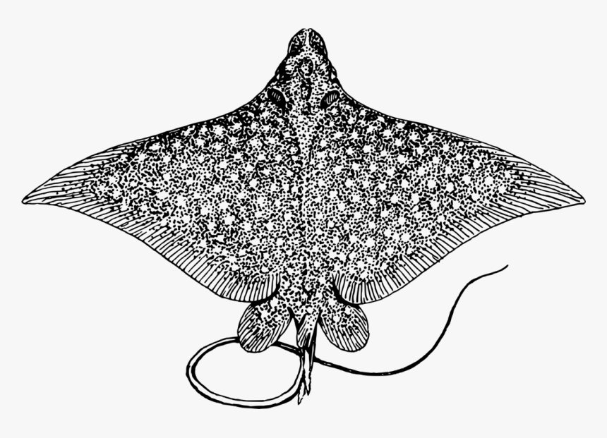 Spotted Eagle Ray Giant - Spotted Eagle Ray, HD Png Download