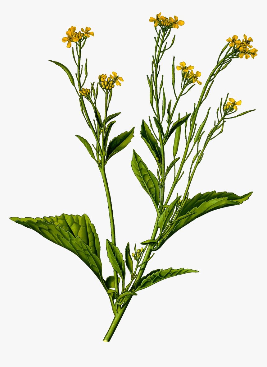 Mustard Plant,plant,flower - Brassica Juncea Png, Transparent Png