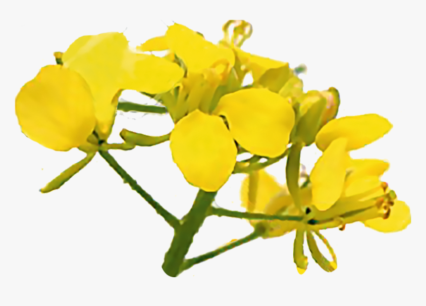 Bach Flowers Mustard Png, Transparent Png , Transparent Png Image PNGitem