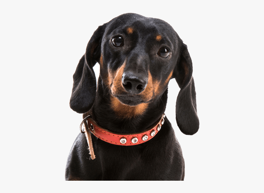Dachshund Png - Dachshund Transparent, Png Download