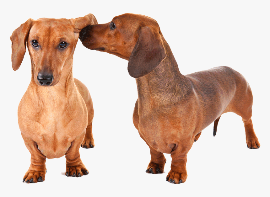 Dachshund Png - Weiner Dog Transparent, Png Download