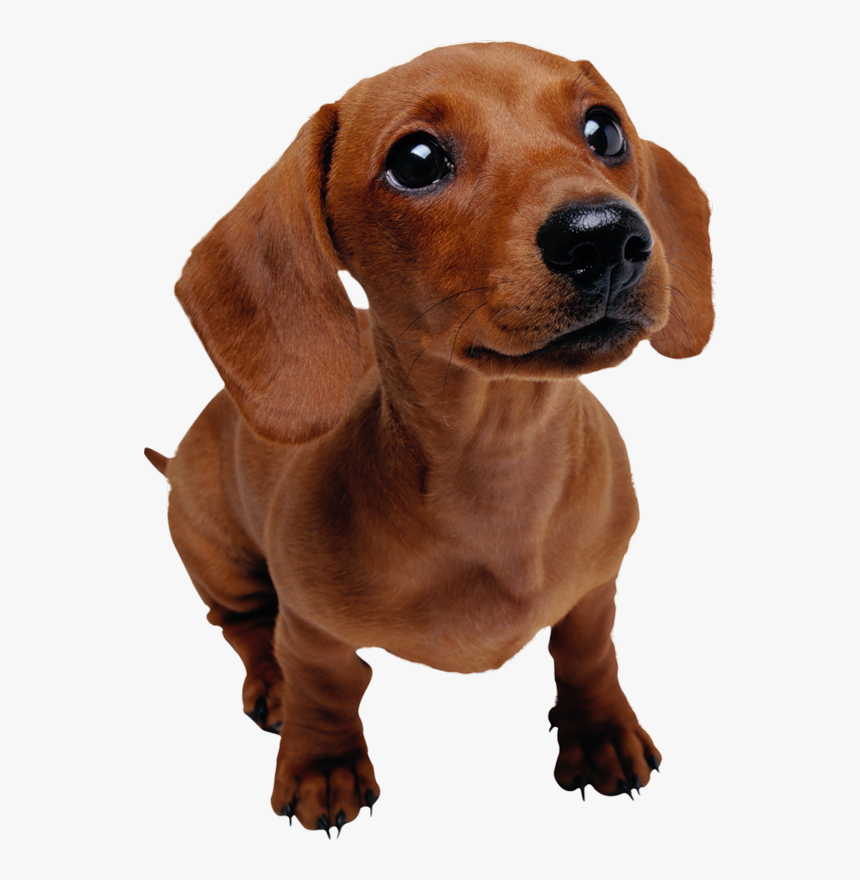 Transparent Dachshund Clipart - Puppies Dachshund Png, Png Download