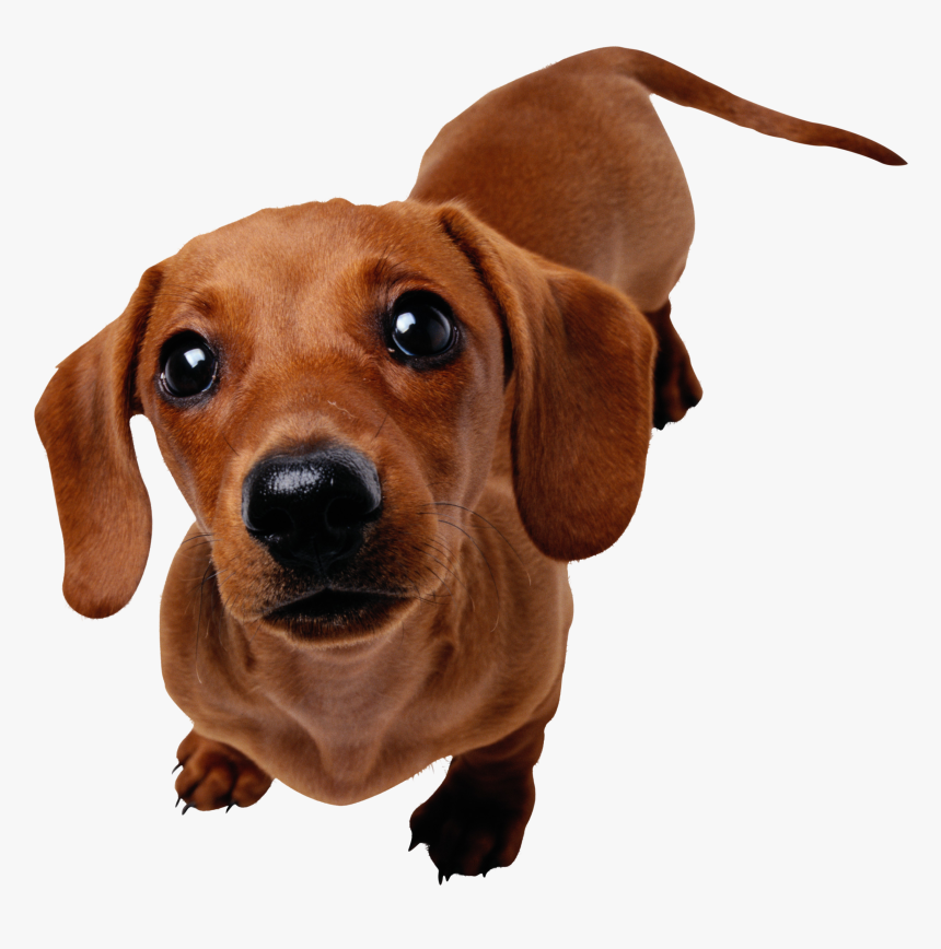 Dachshund Rottweiler Pet Sitting Cat Horse - Dachshund Png, Transparent Png