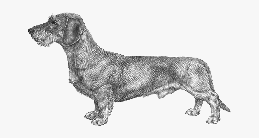 Wire Haired Dachshund Png, Transparent Png