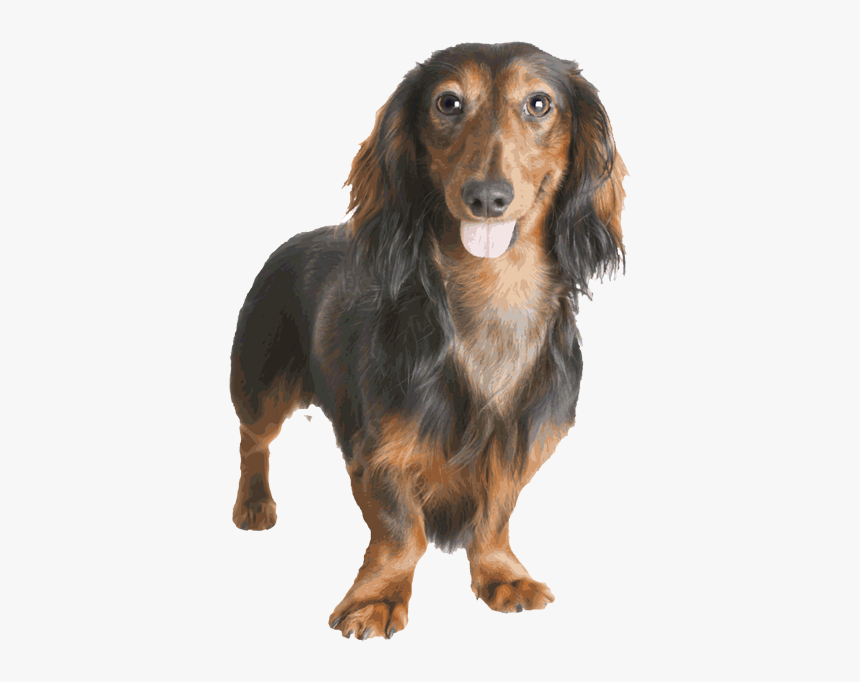 Dachshund Png - Dachshund, Transparent Png