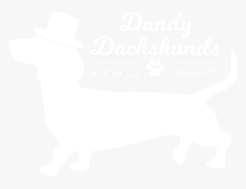 Dandy Dachshunds - Dachshund, HD Png Download