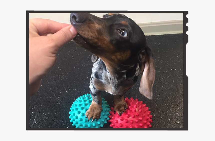 How To Exercise Your Dachshund - Dachshund, HD Png Download