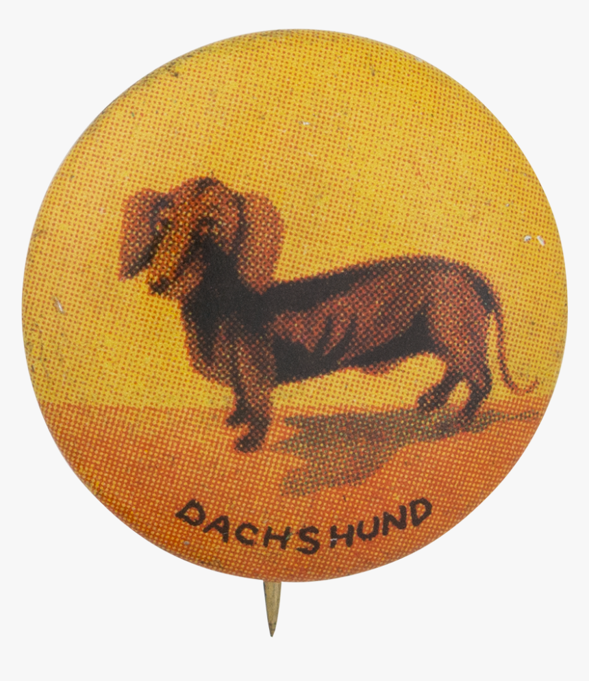 Dachshund Art Button Museum - Dachshund, HD Png Download