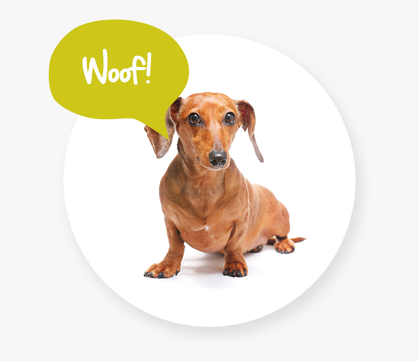 Dog Walking In Bromley - Dog, HD Png Download