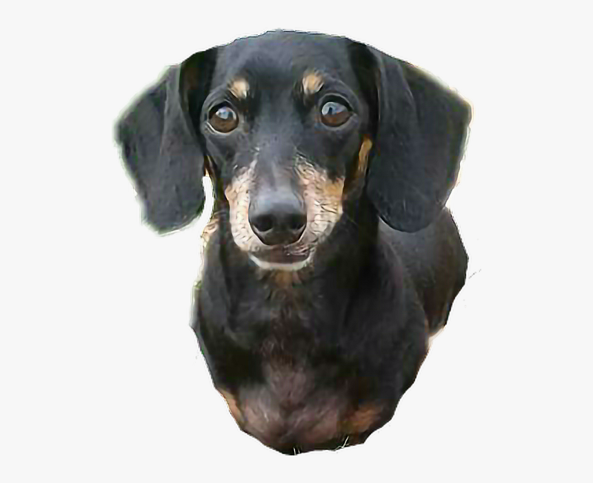 ##dachshund - Dachshund, HD Png Download