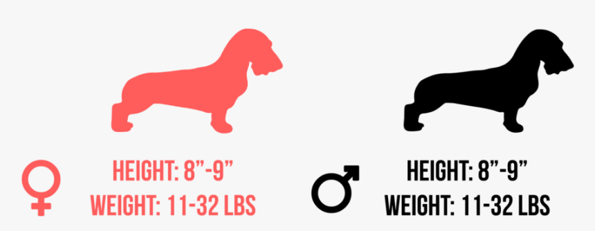 Golden Retrievers Size And Height, HD Png Download